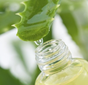 Aloe Vera Plant Care