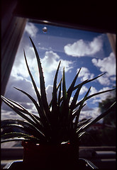 Aloe Vera Juice Extract For Detox – A Simple Aloe Recipe For Cleansing